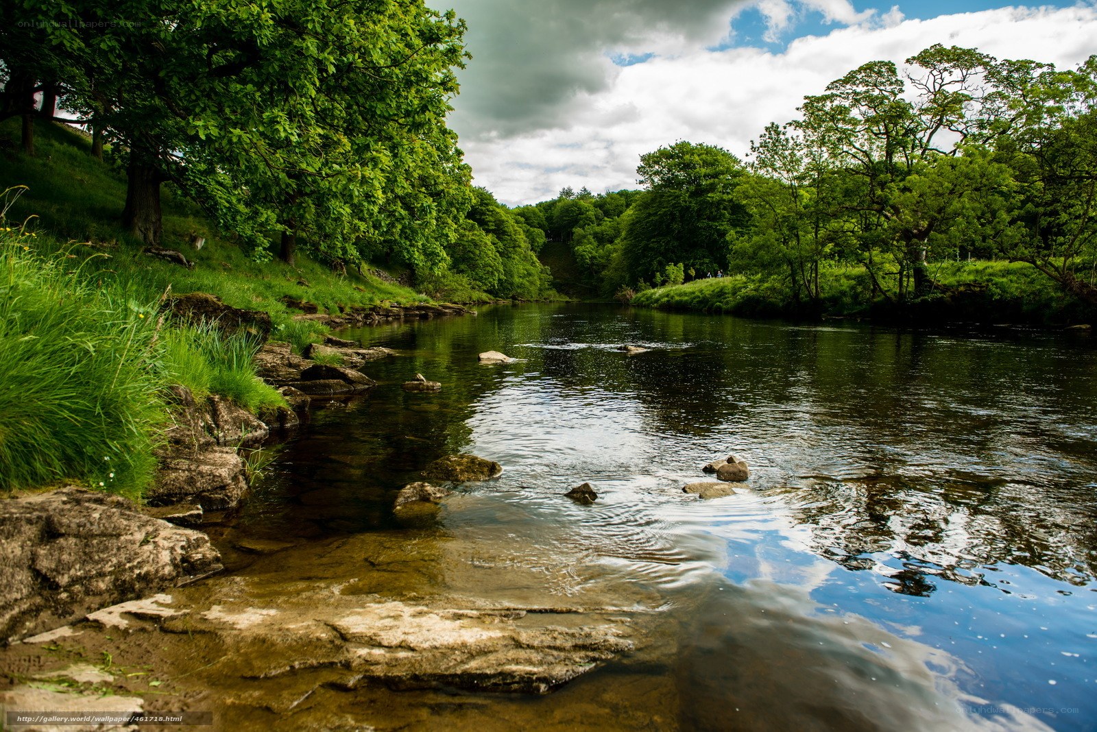 River flowing through green forest