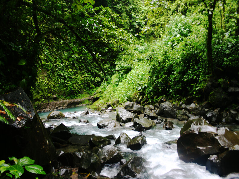 River flowing through lush forest