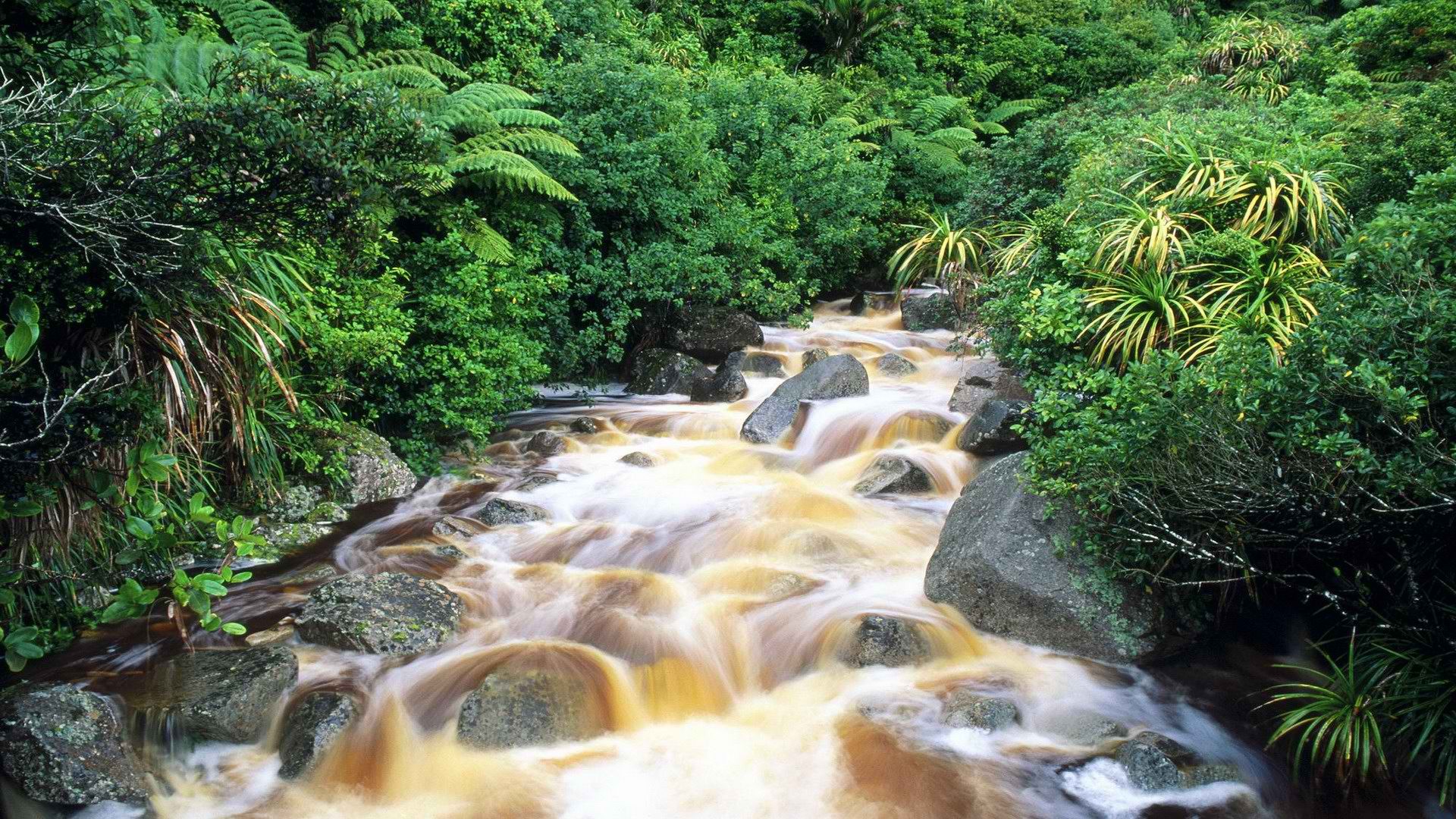 River flowing through lush forest