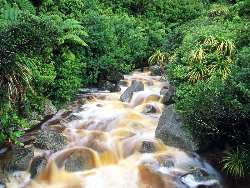 River flowing through lush forest