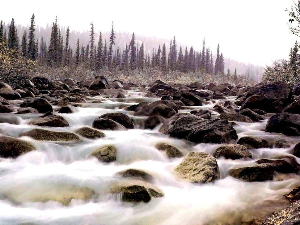 River flowing through rocky forest