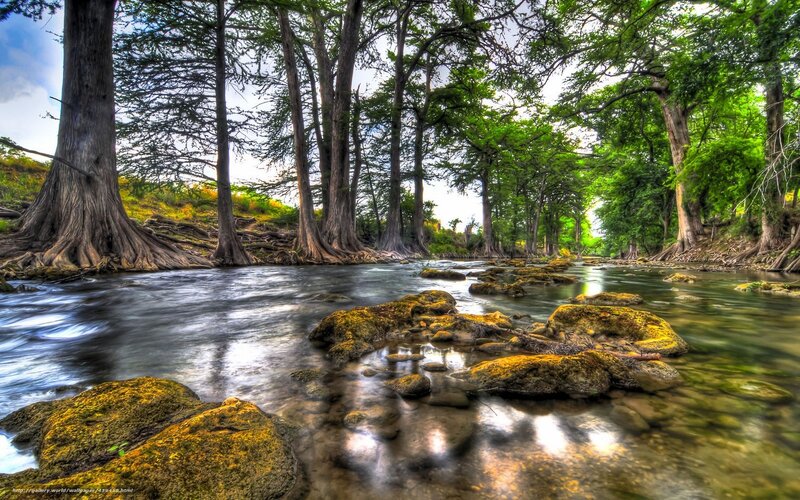 River Flowing Through Trees — Green