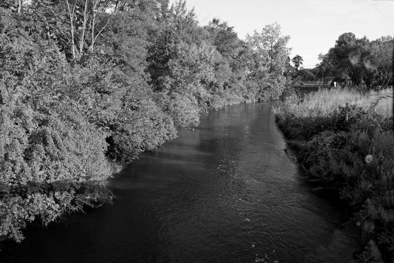 River Flowing Through Trees
