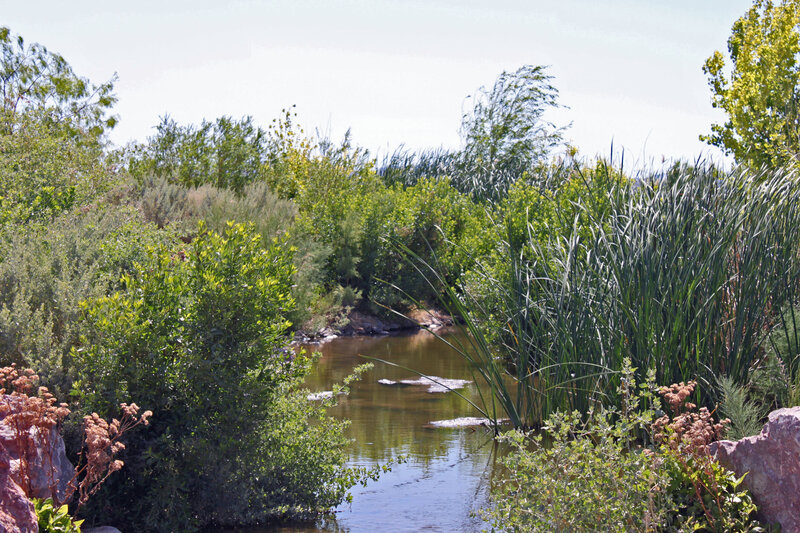 River Flowing Through Vegetation — Green