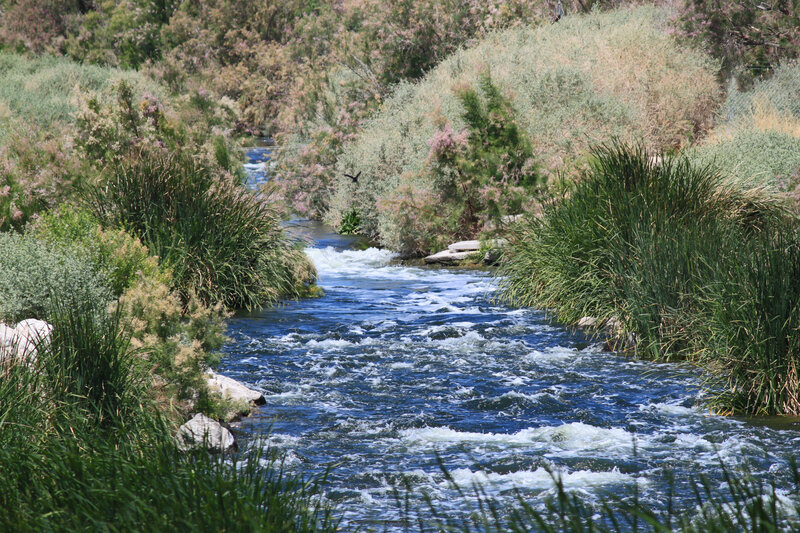 River Flowing Through Vegetation