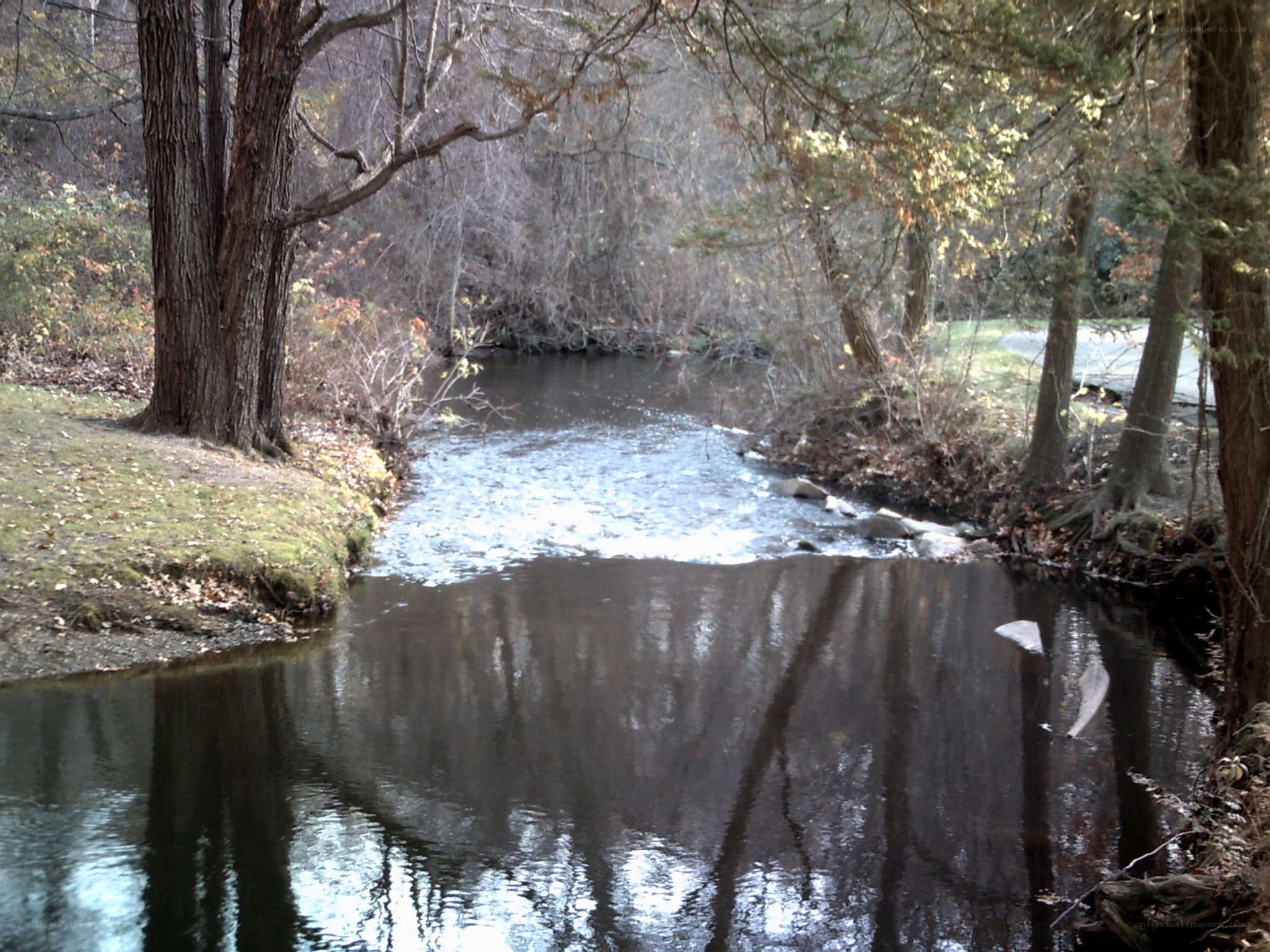 River flowing through wooded area