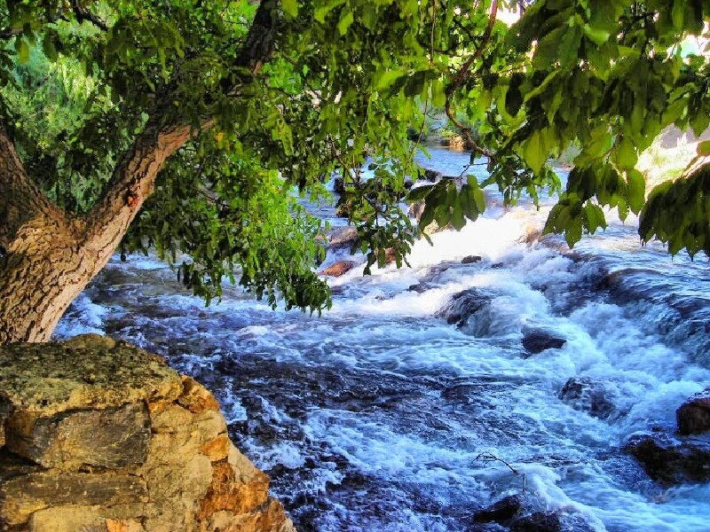 River flowing under a tree