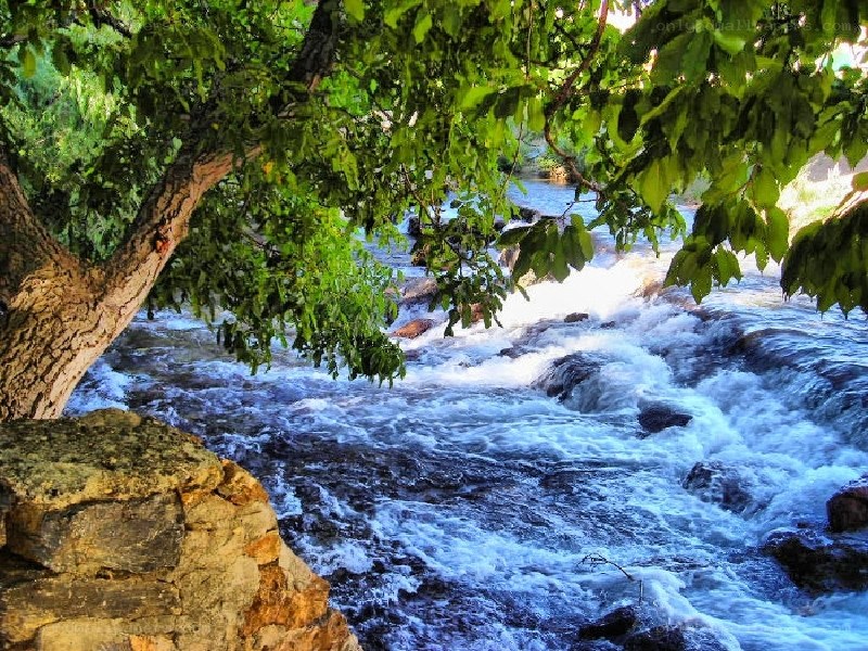 River flowing under a tree