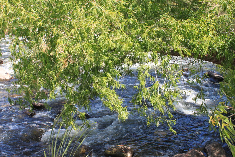 River Flowing under Tree