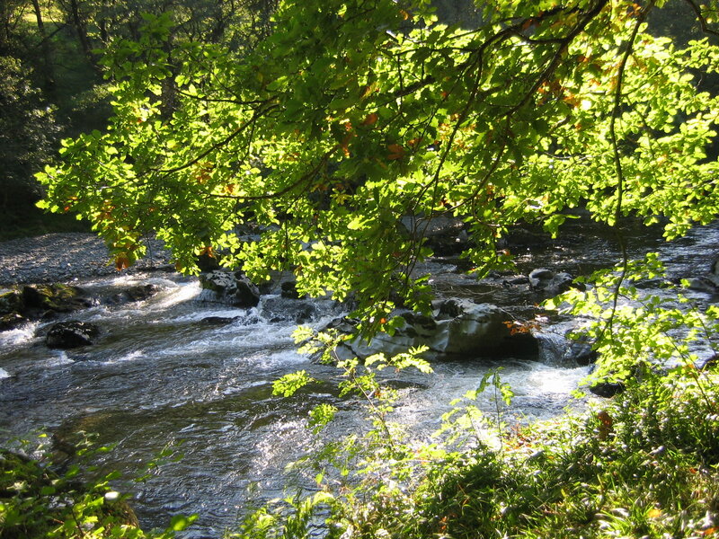 River Flowing under Trees