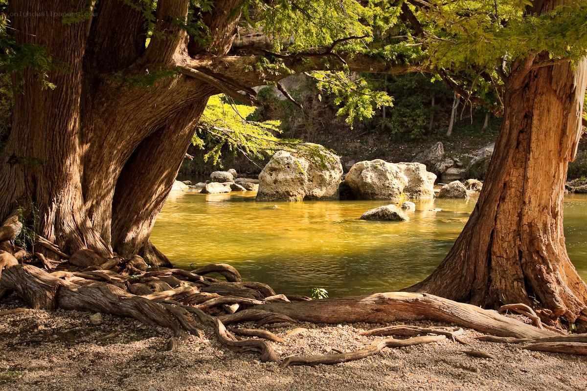 River framed by ancient trees