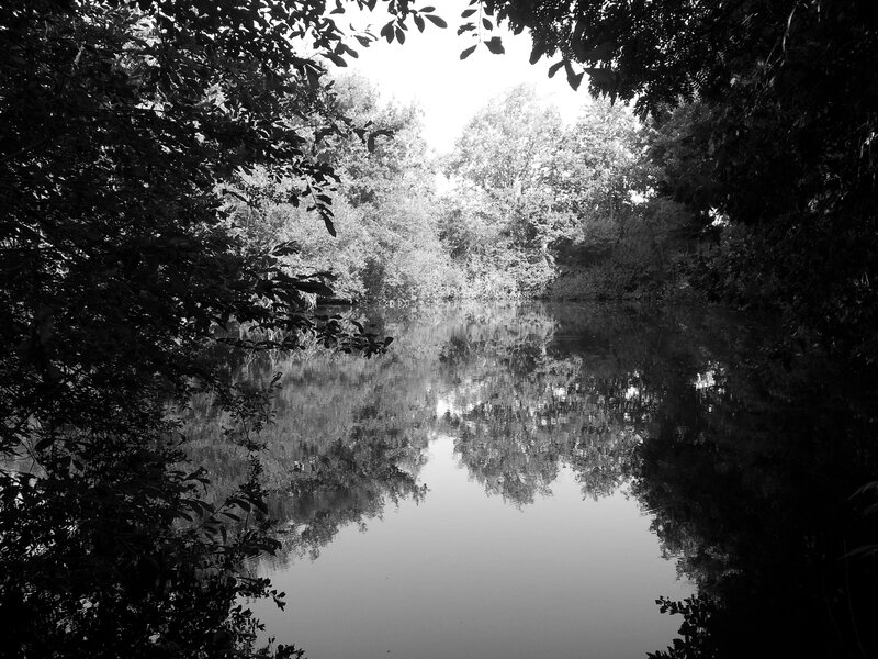River framed by trees