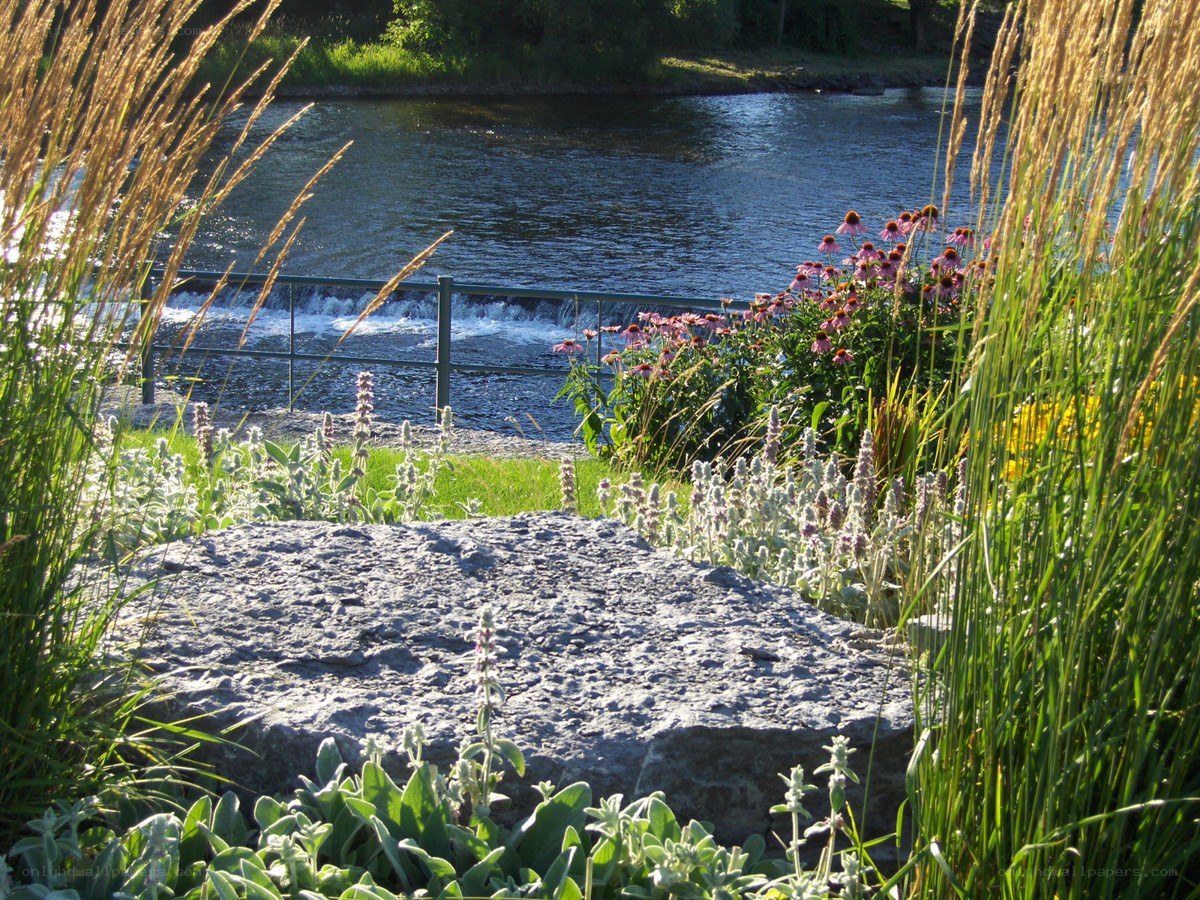 River garden with wildflowers