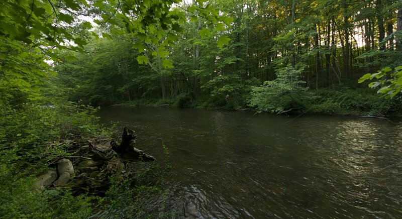 River in a dense forest
