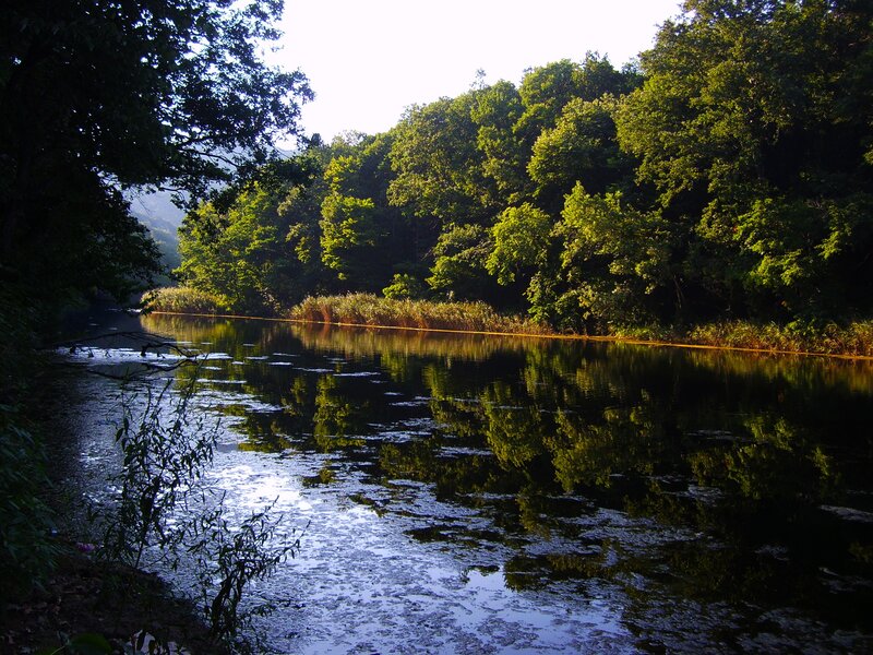 River in a forest at sunrise