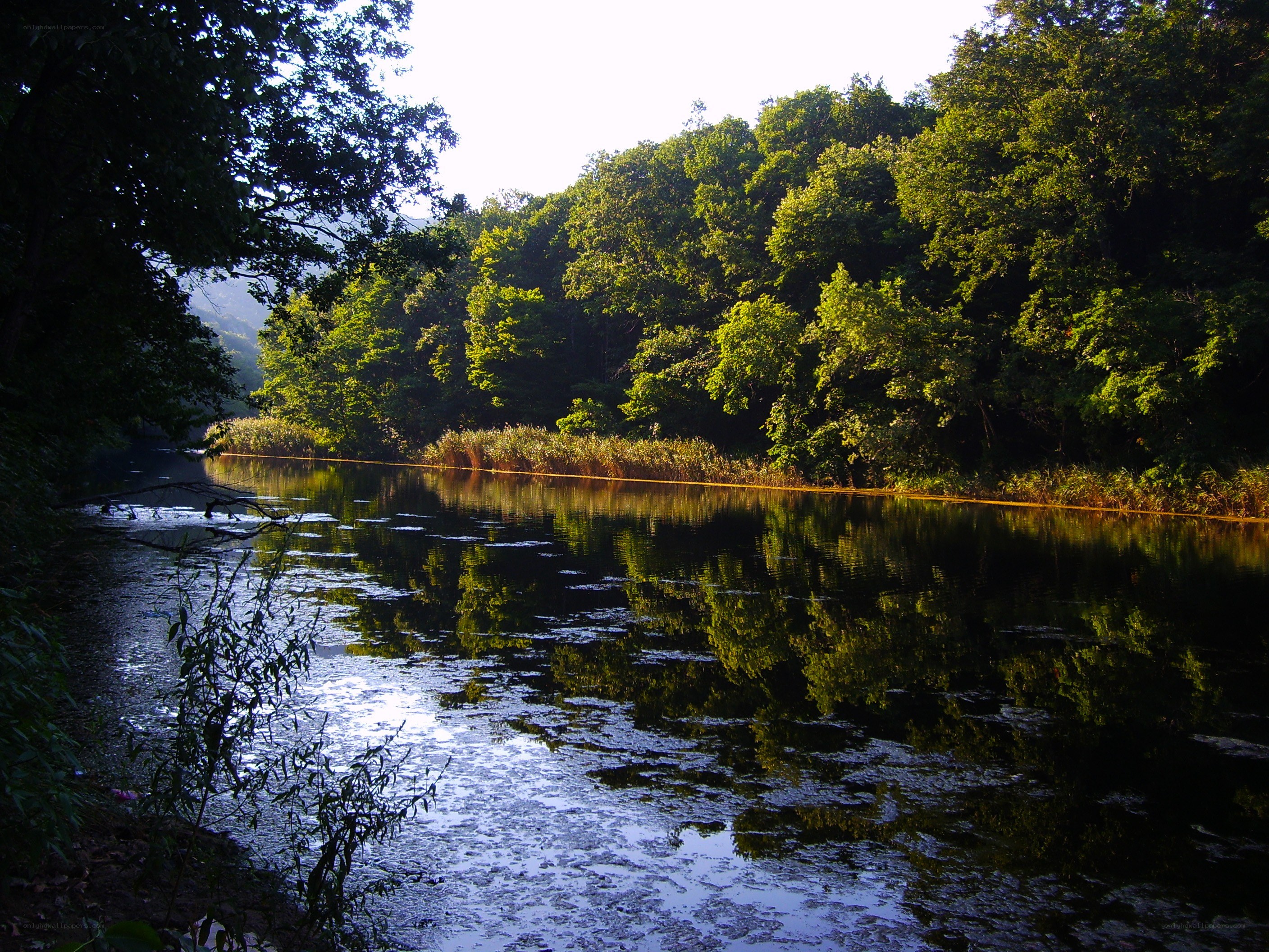 River in a forest at sunrise