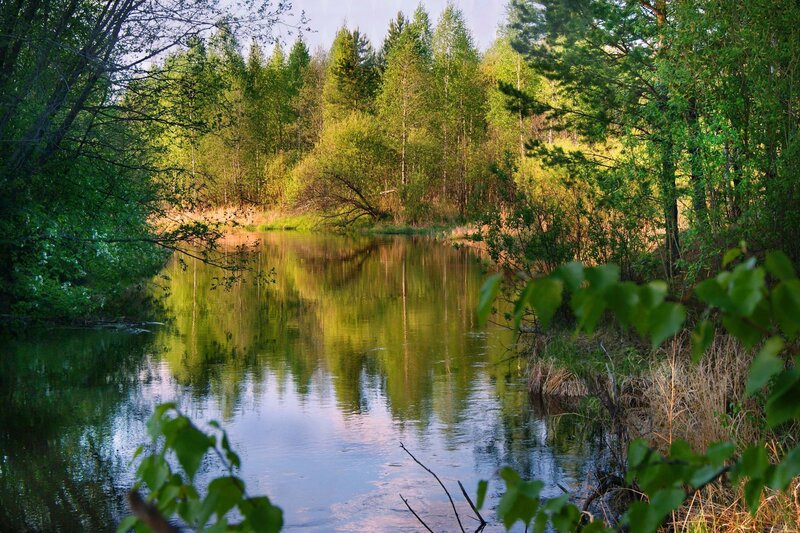 River in a forest clearing