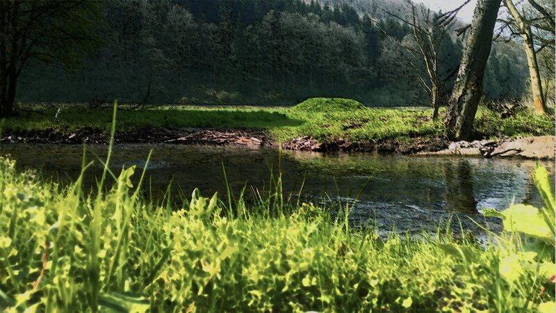 River in a forest clearing