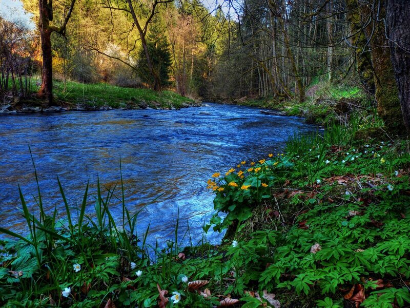 River in a forest clearing