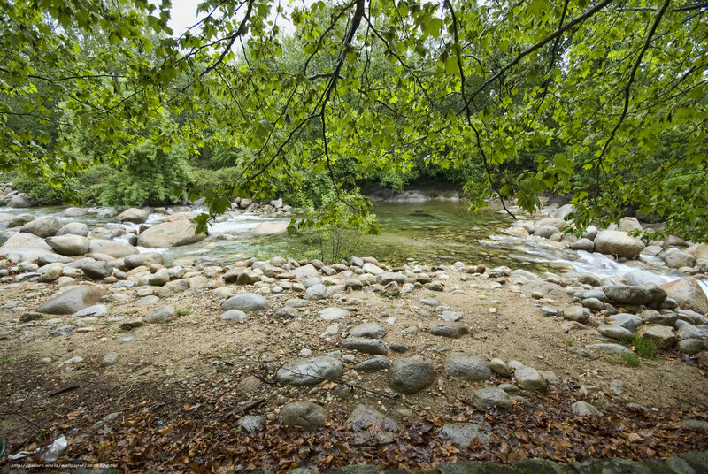 River in a forest clearing