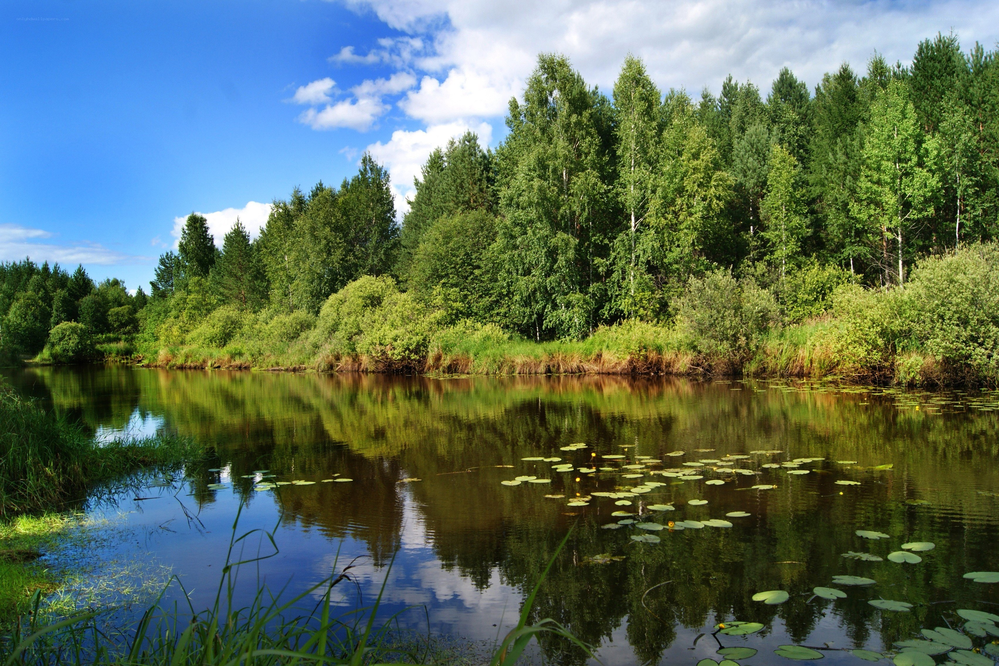 River in a forest landscape