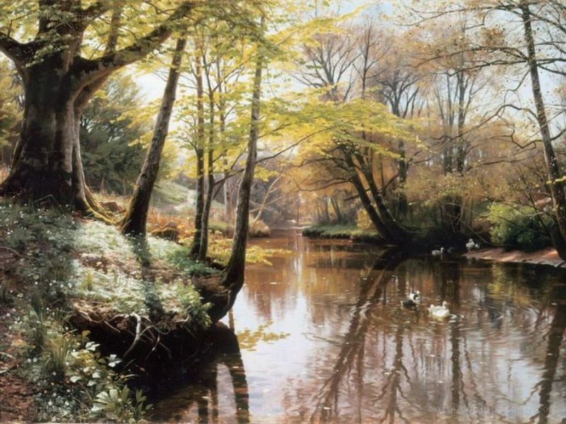 River in a forest landscape