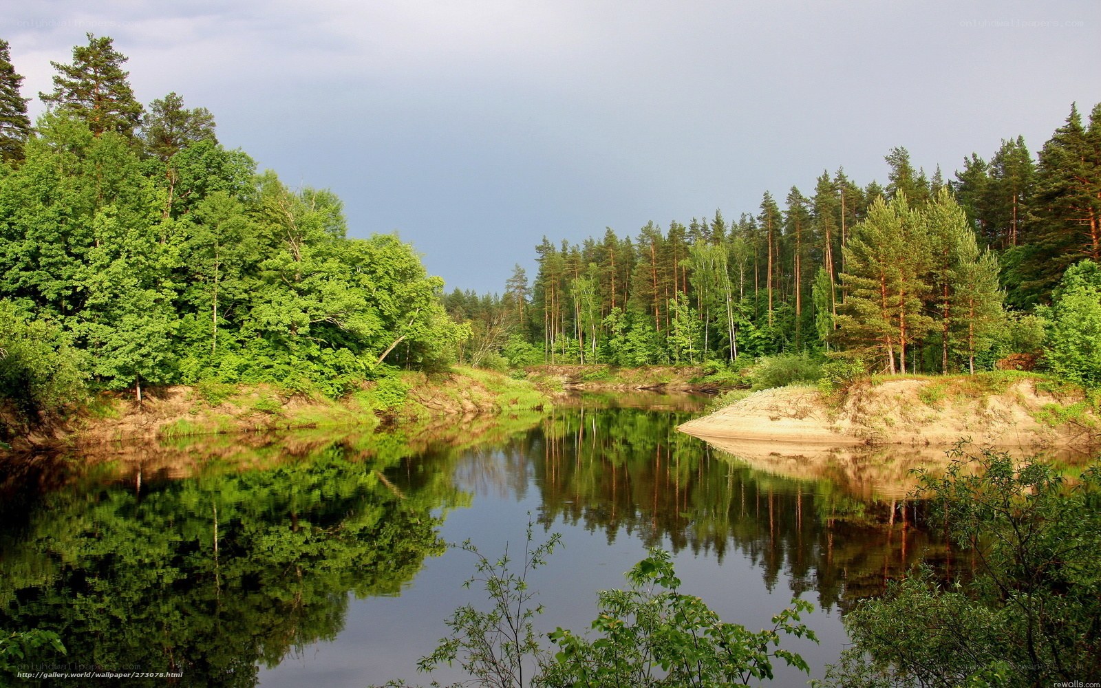River in a forest landscape
