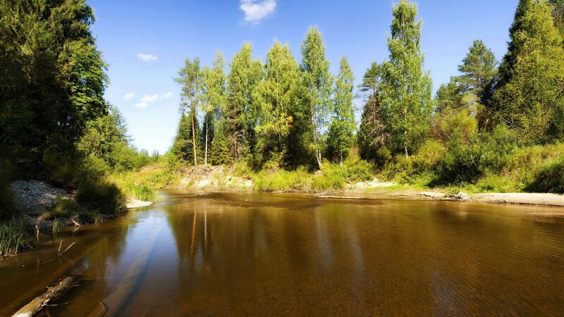 River in a forest landscape