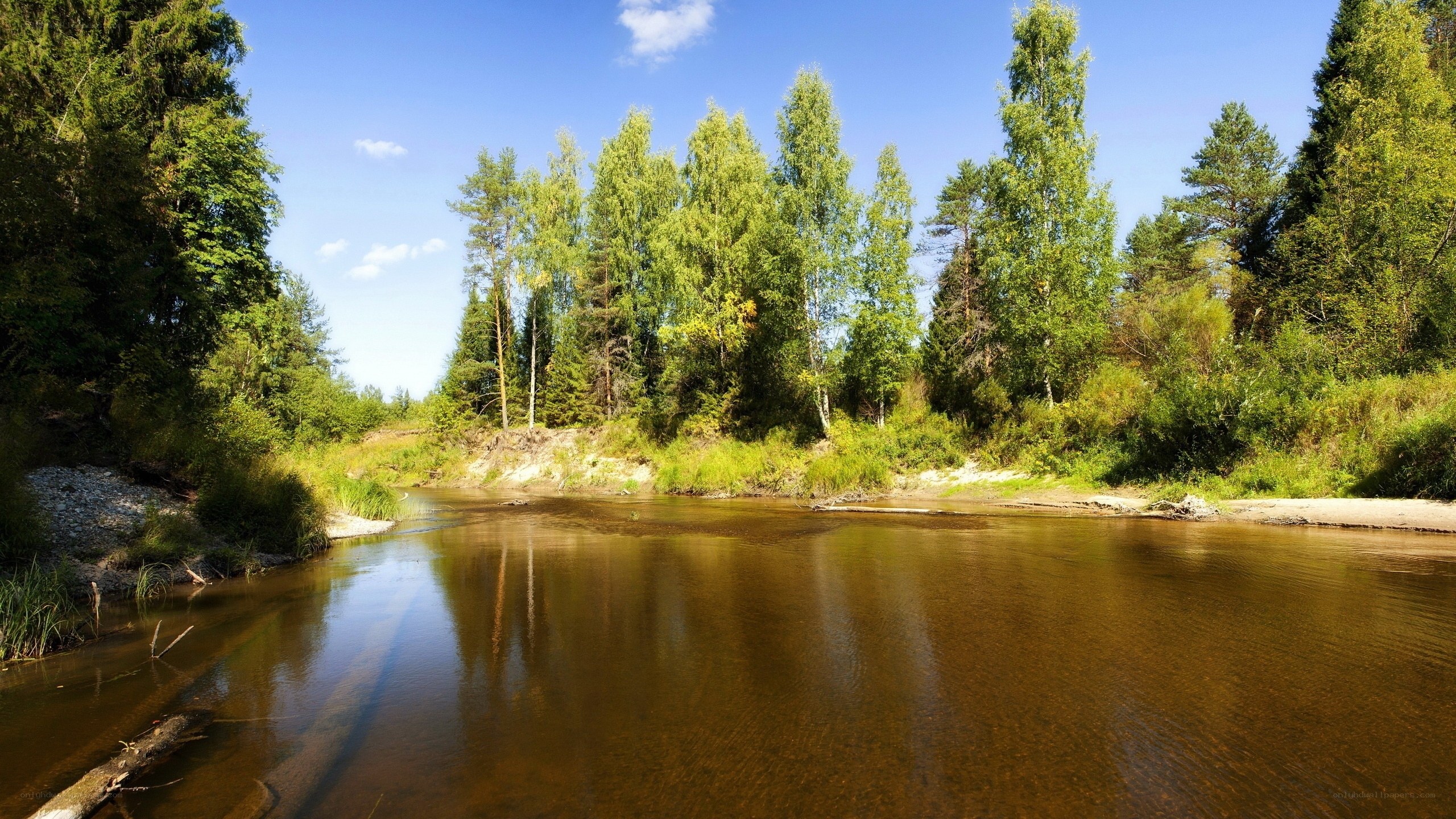 River in a forest landscape