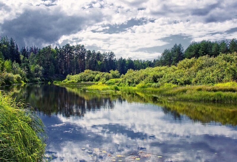 River in a forest landscape