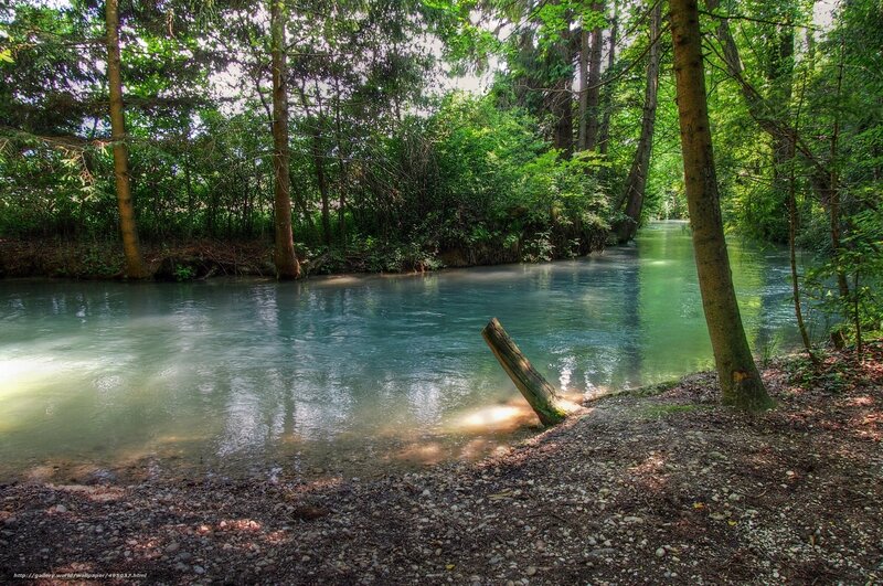 River in a forest