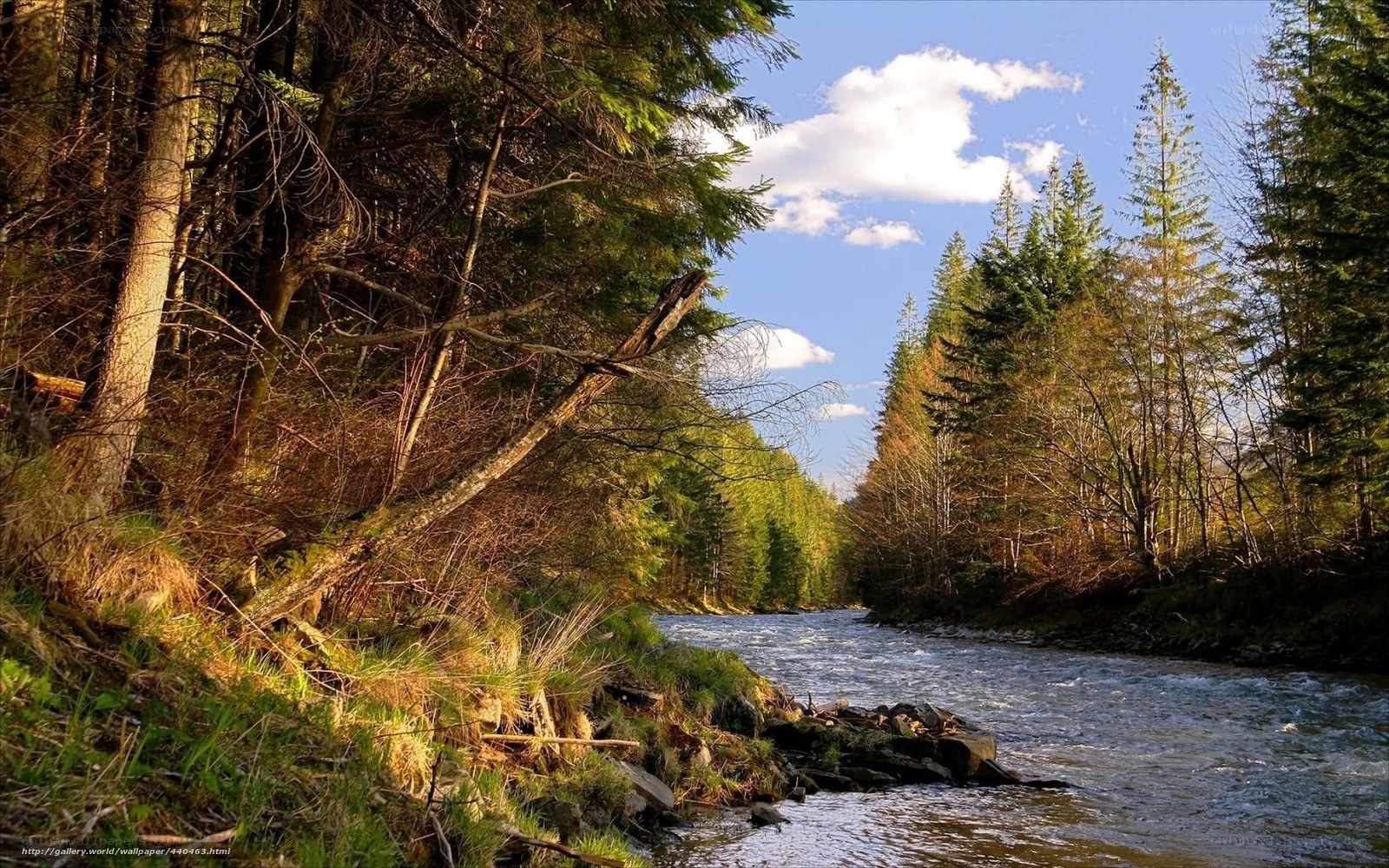 River in a forest valley