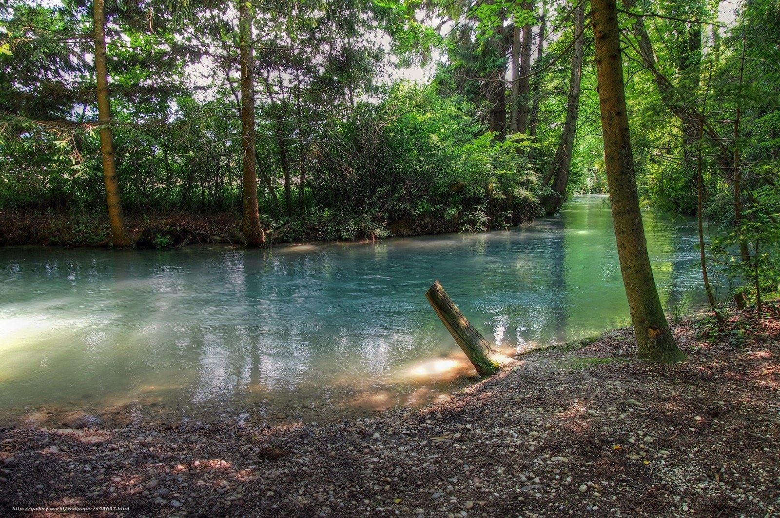 River in a forest