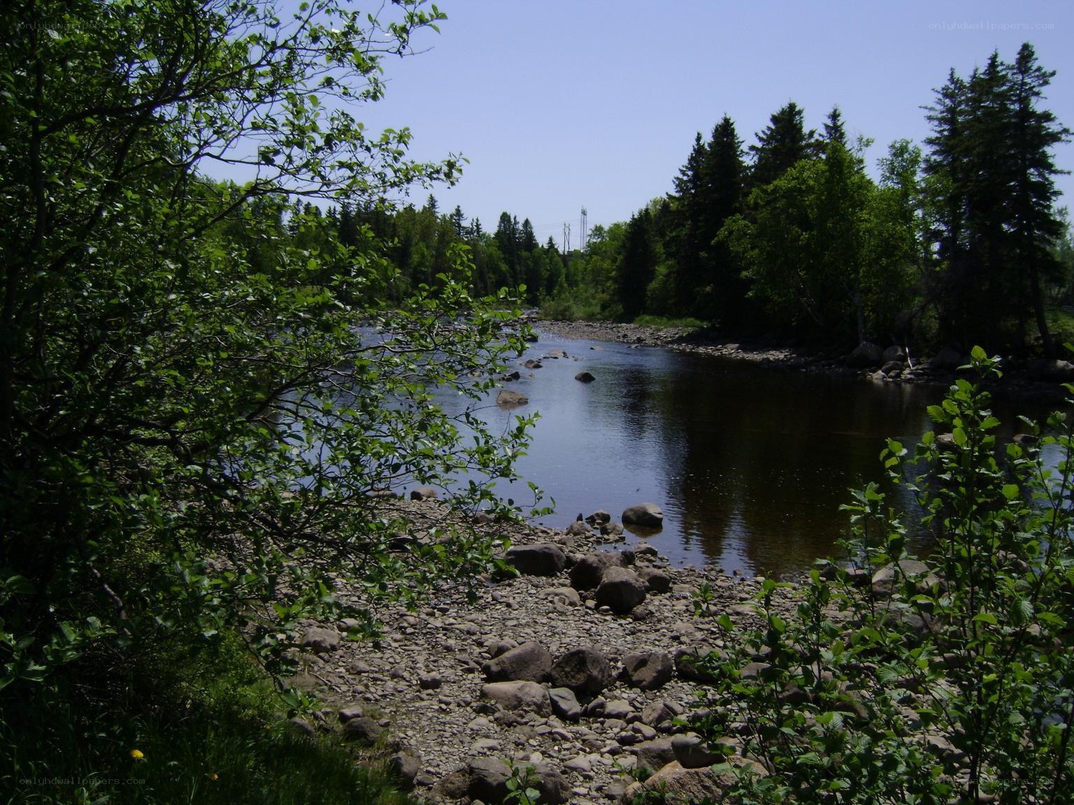 River in a forested area