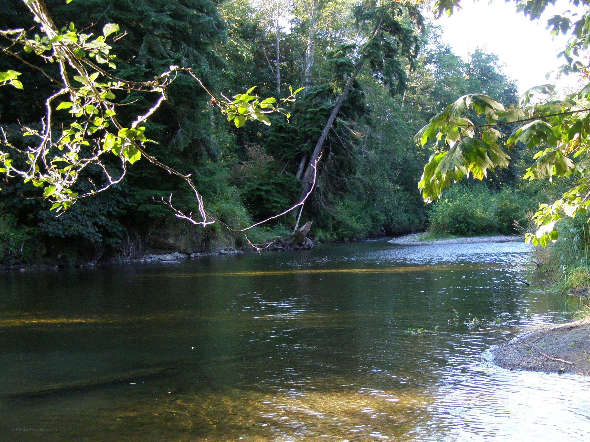 River in a forested area
