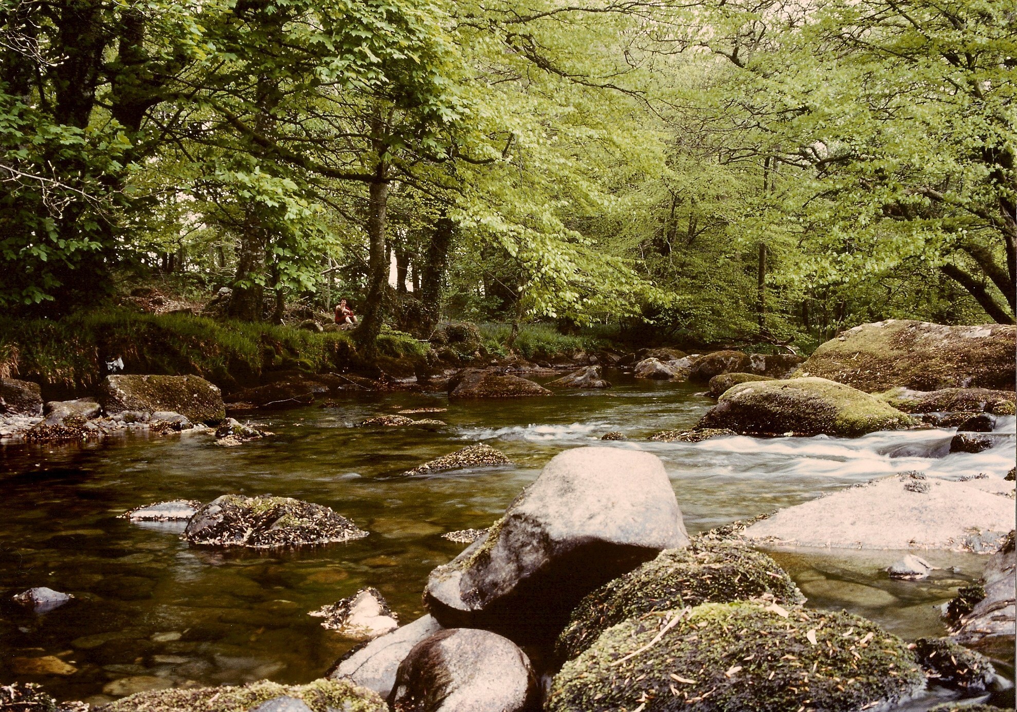 River in a forested area