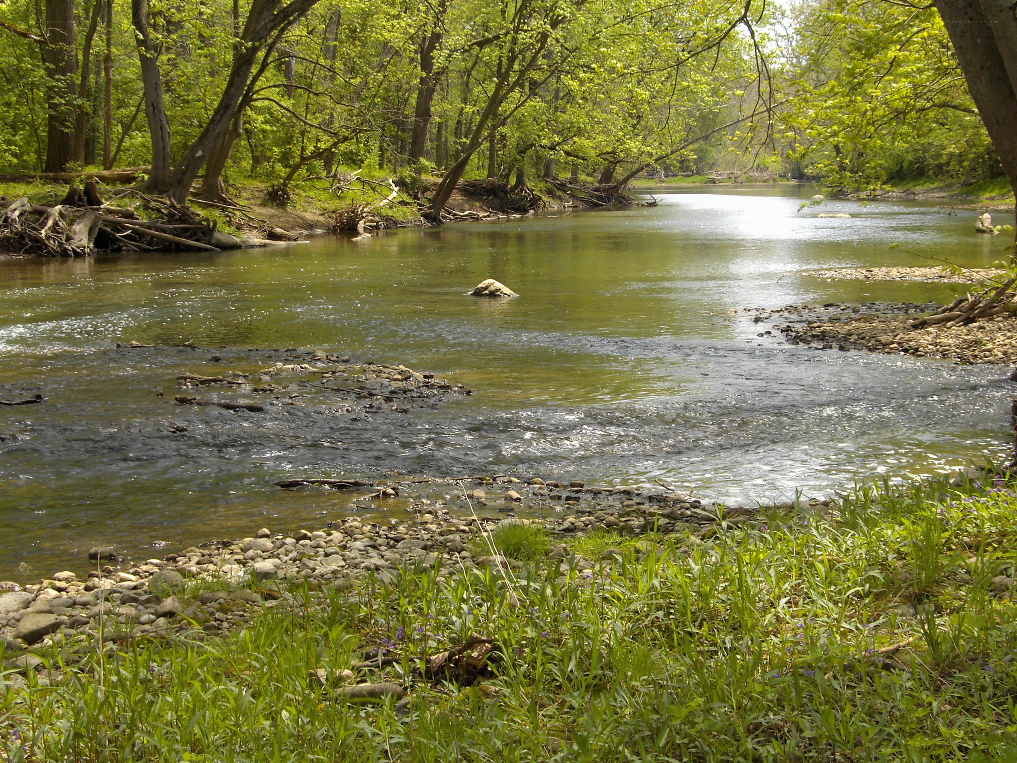 River in a forested area