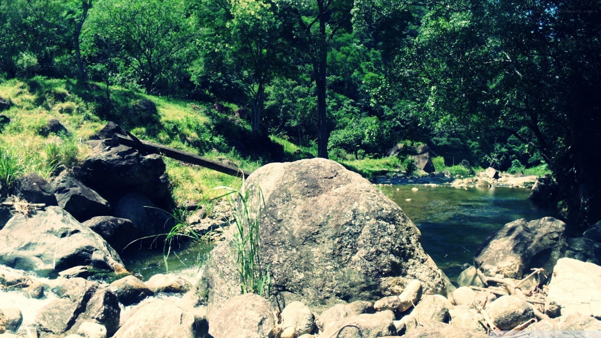 River in a forested area