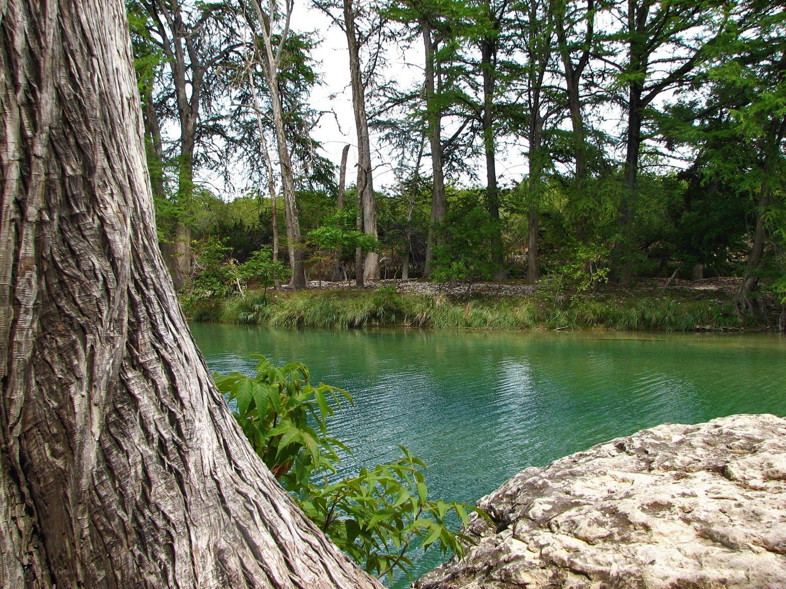 River in a forested area