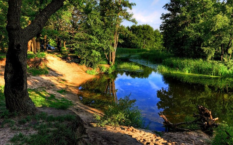 River in a forested area