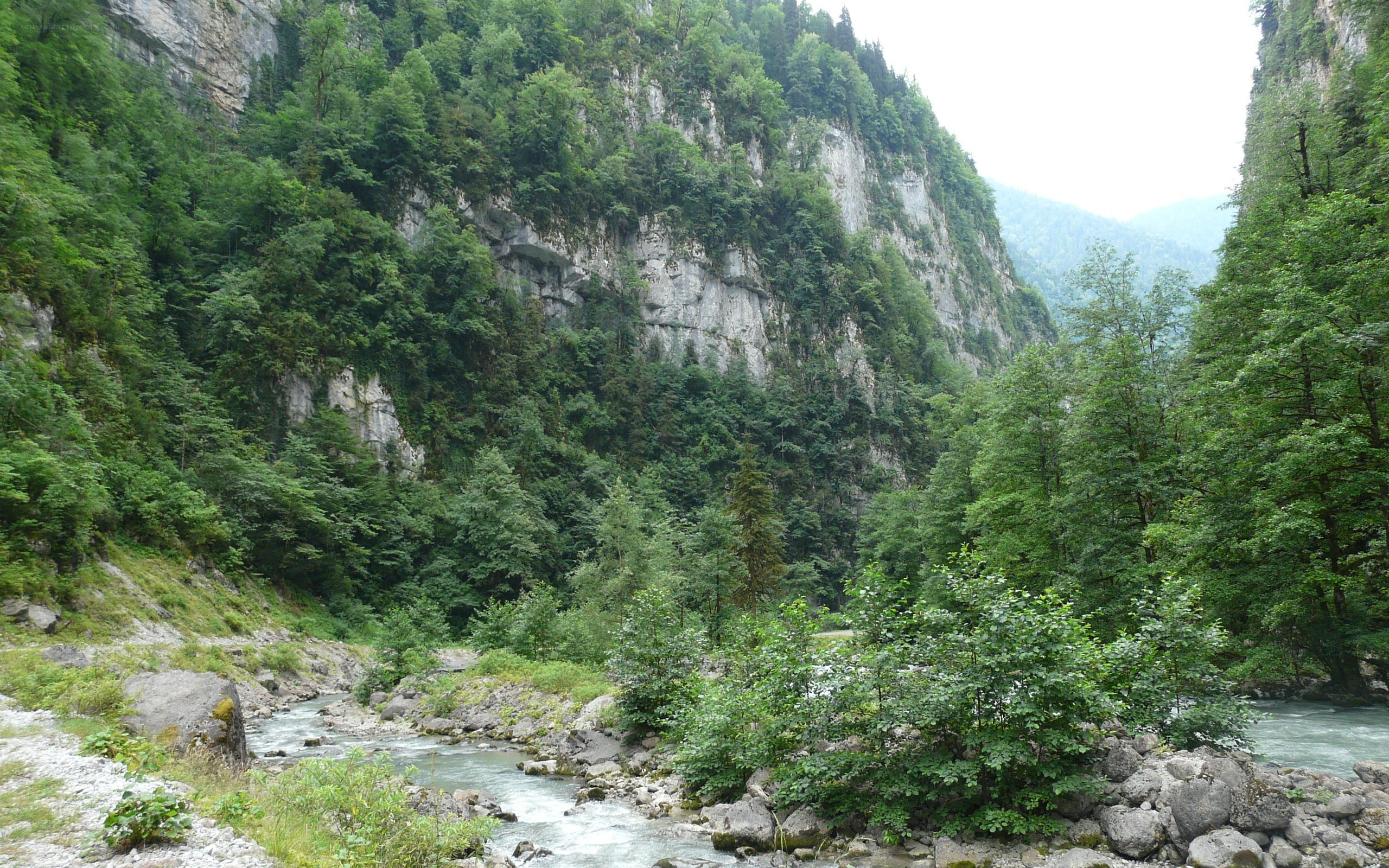 river in a forested canyon