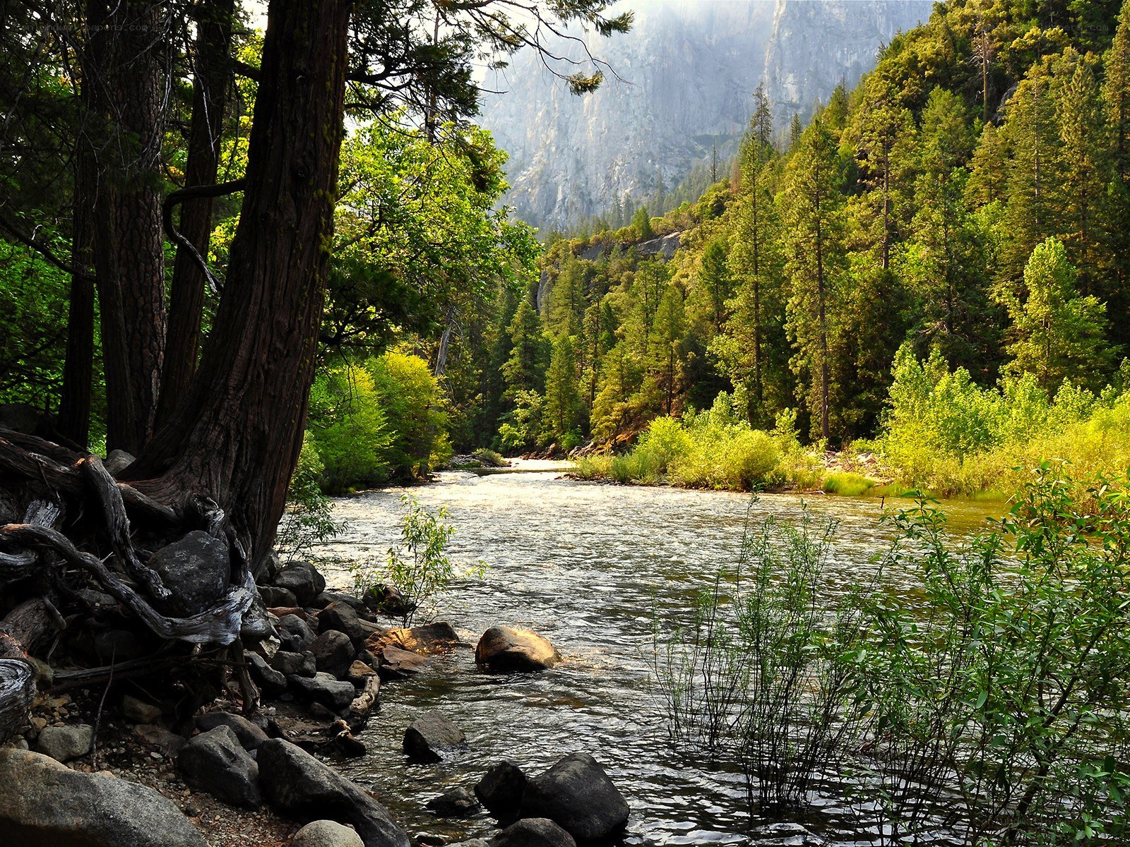 River in a forested valley