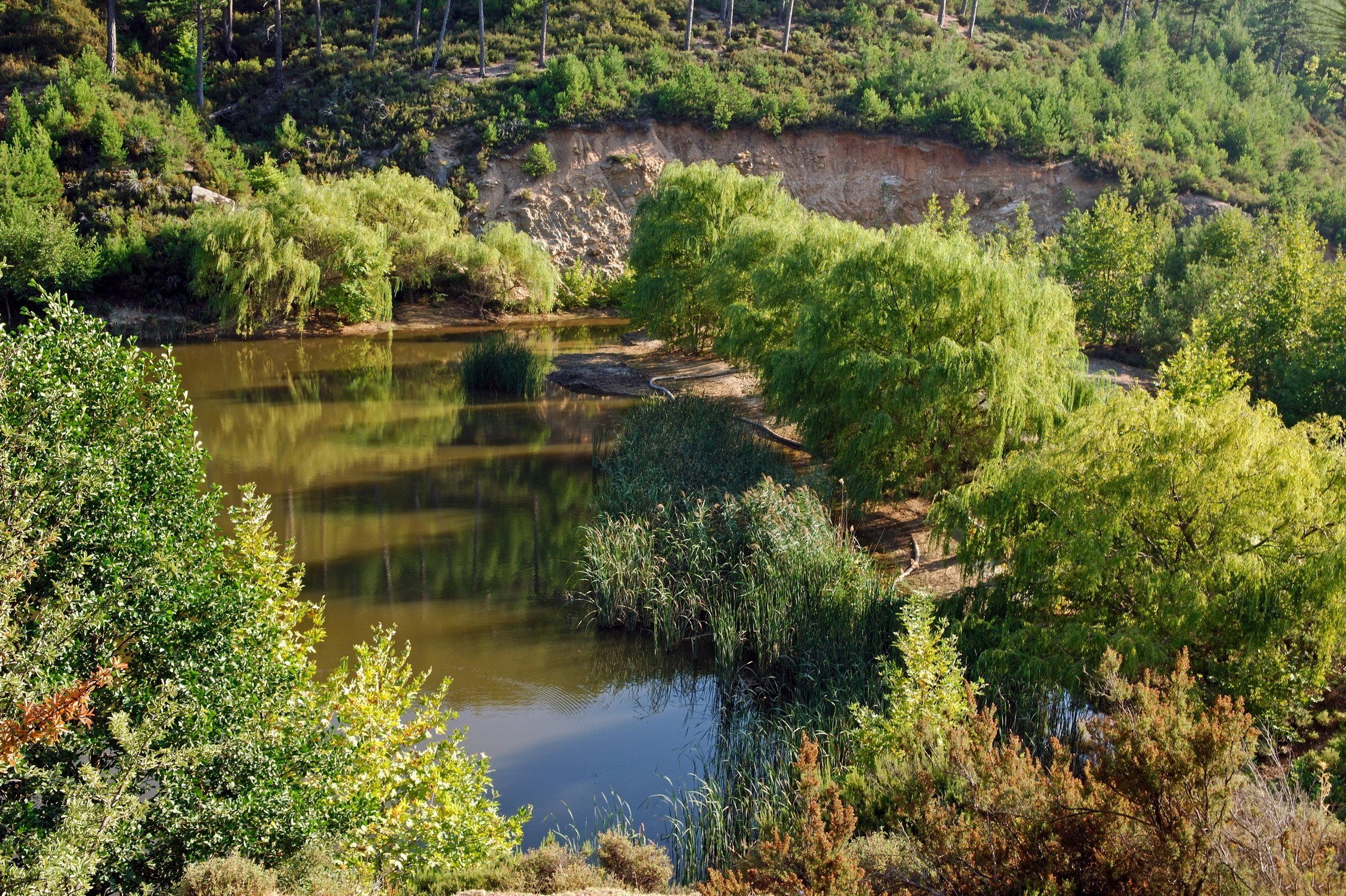 River in a forested valley