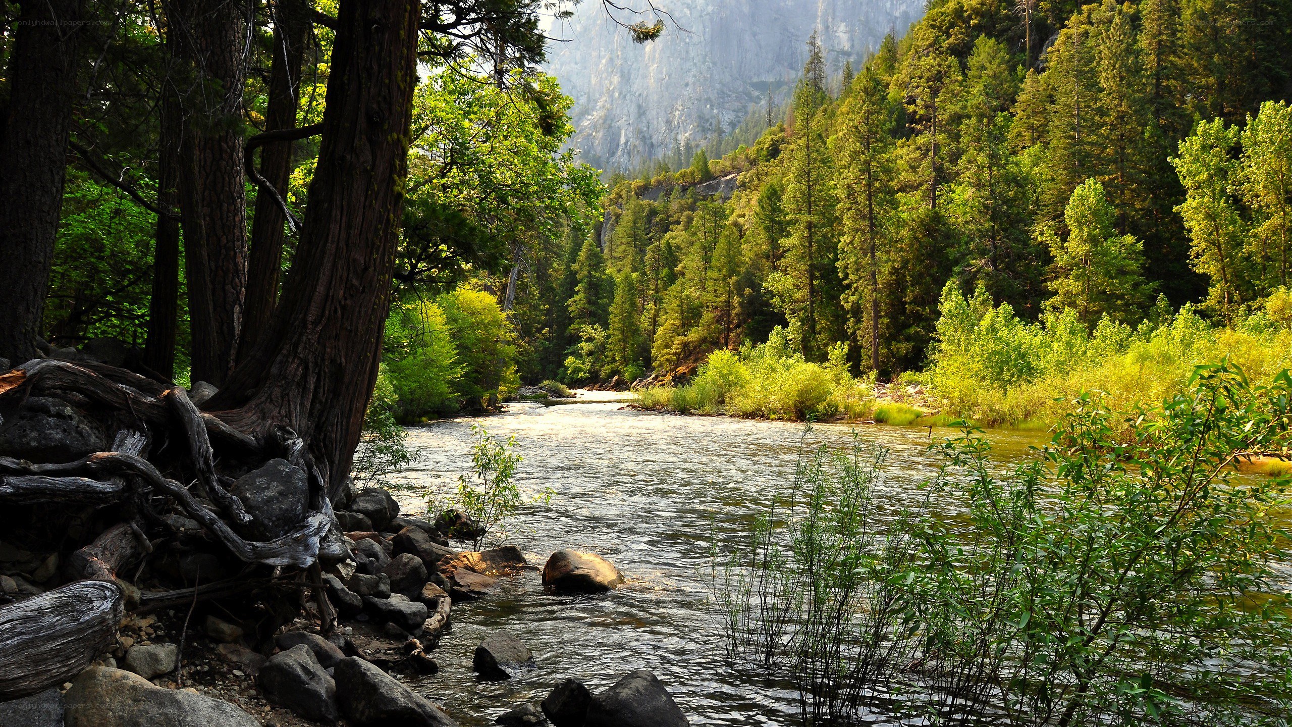 River in a forested valley