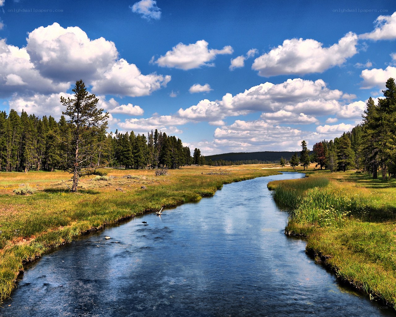 River in a forested valley