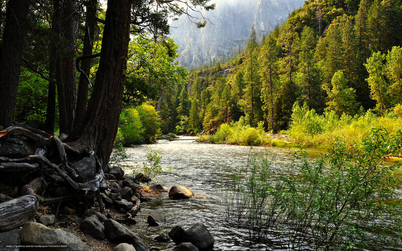 River in a forested valley