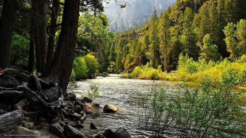 River in a forested valley