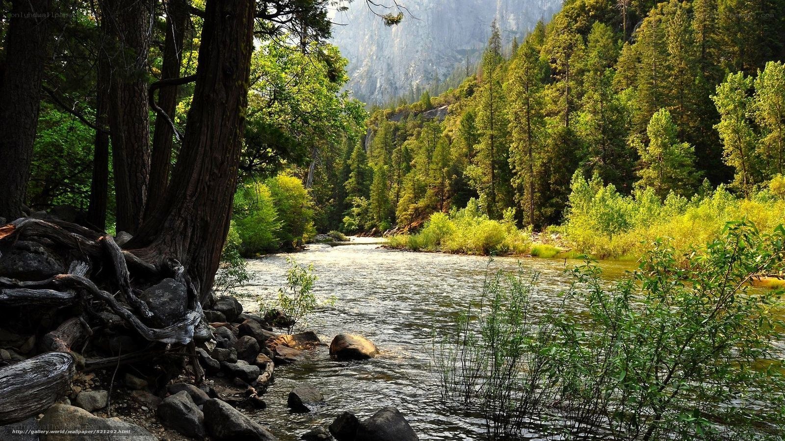 River in a forested valley