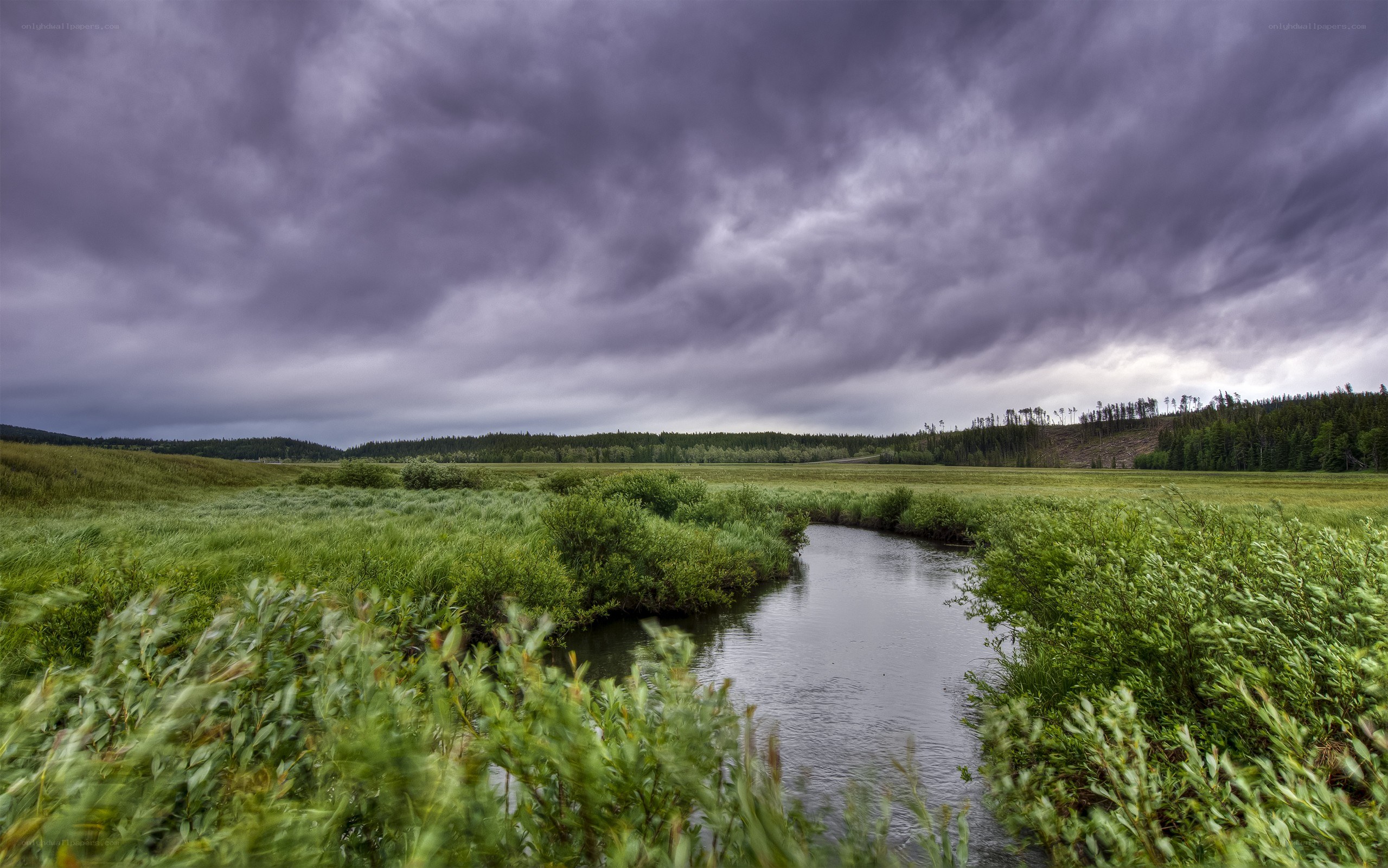 River in a green meadow