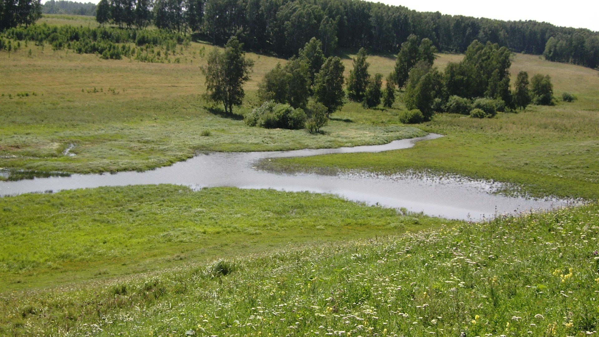river in a green meadow